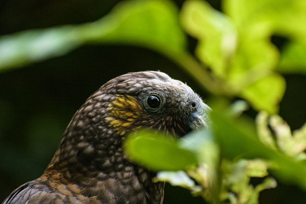 DSC_26032 Kaka, Zealandia. Marc Daalder Flickr