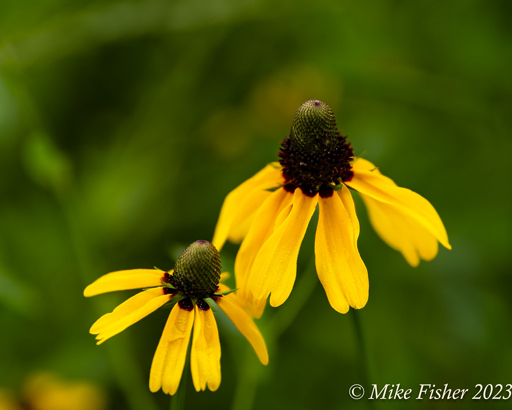 Coneflowers Yellow coneflowers growing at the Houston Bota… Flickr