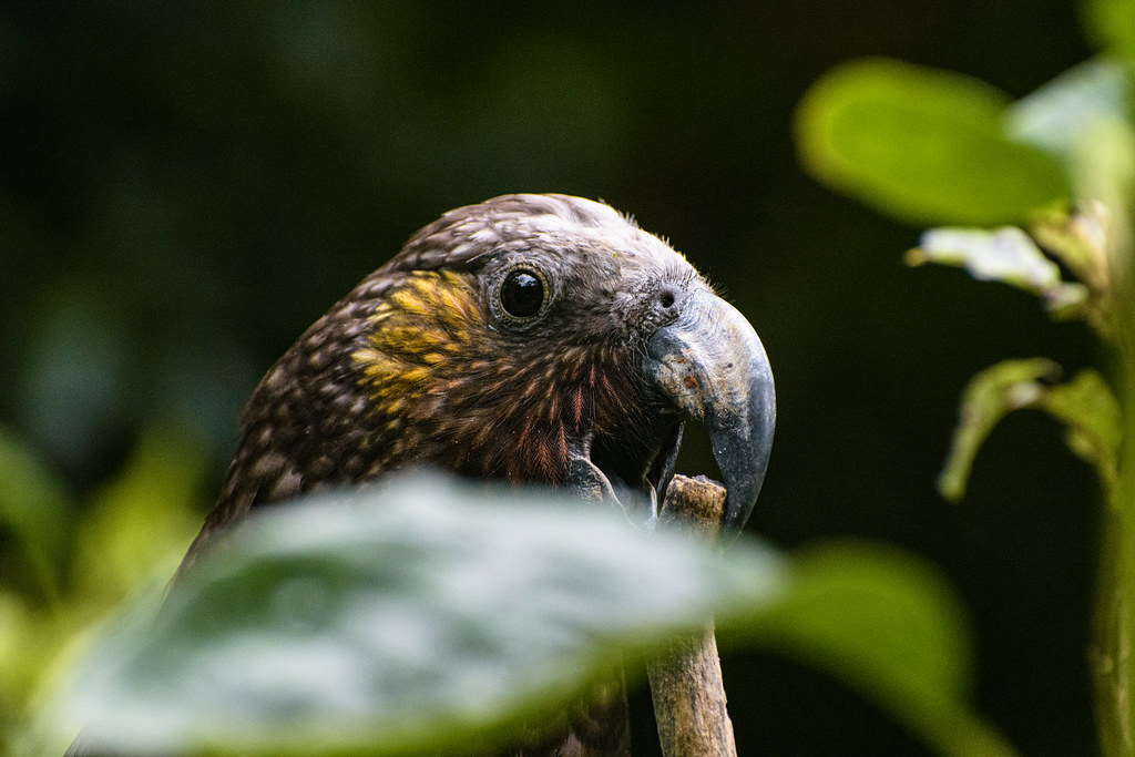 DSC_2596 Kaka, Zealandia. Marc Daalder Flickr