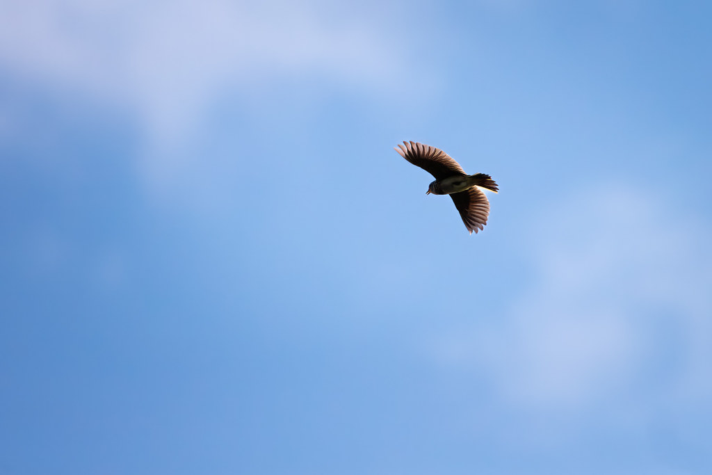 Alouette, gentille alouette, alouette, je te plumerai... Flickr