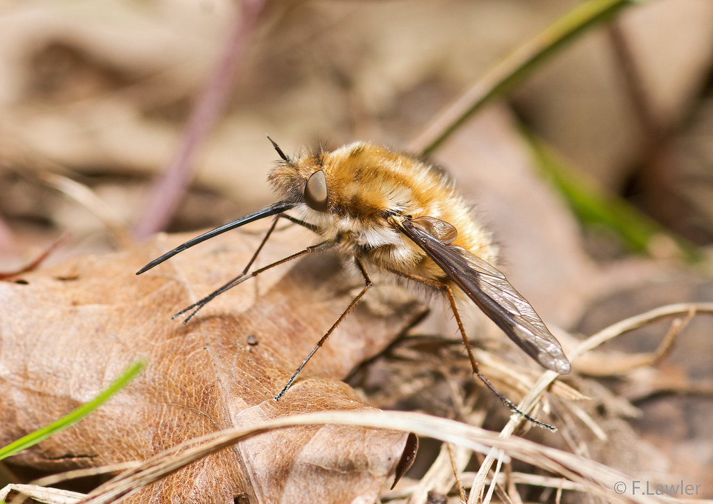 Greater Beefly.?..Bombylius major. jpg R950.199.A4. Frank Lawler