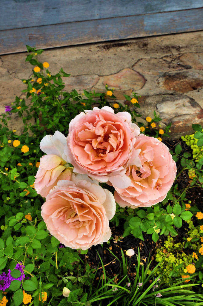 flower 1 Becky McDannell Flickr