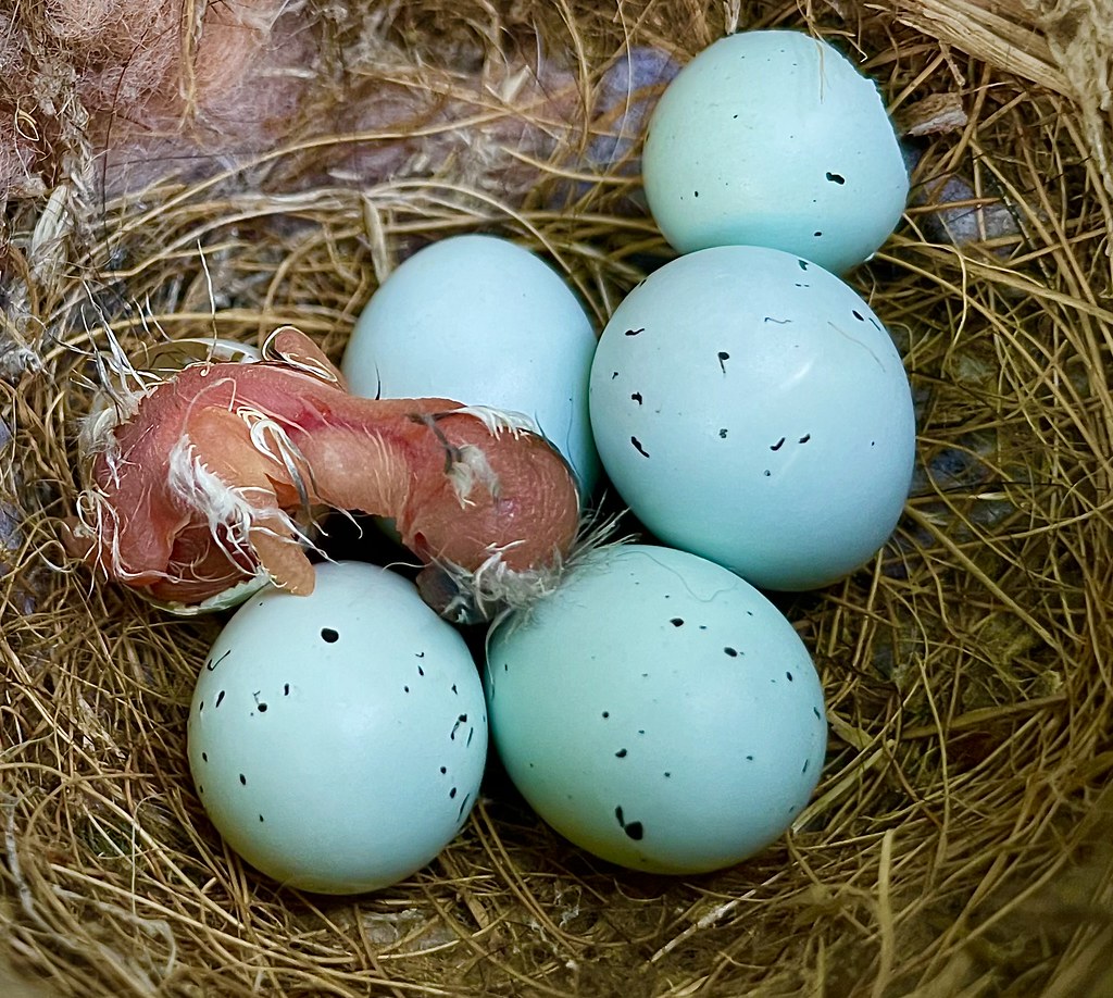 House Finches hatching Located in an upright yew by our en… Flickr