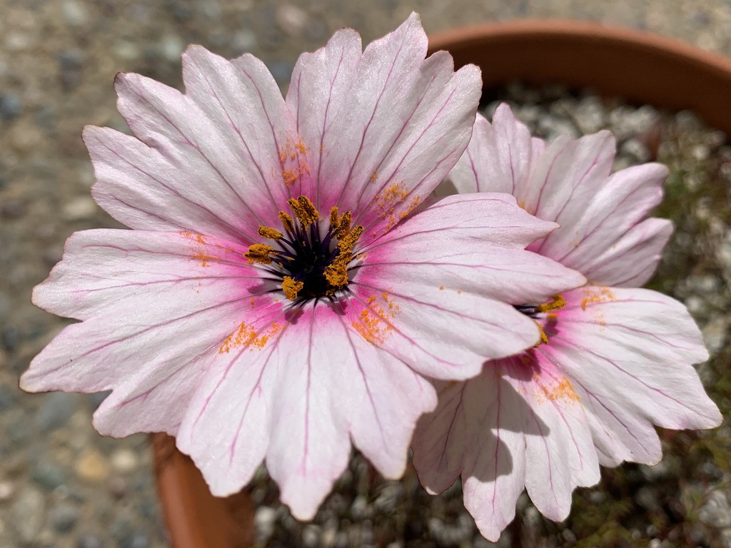 Monsonia speciosa Bright orange pollen contrasts with hot … Flickr