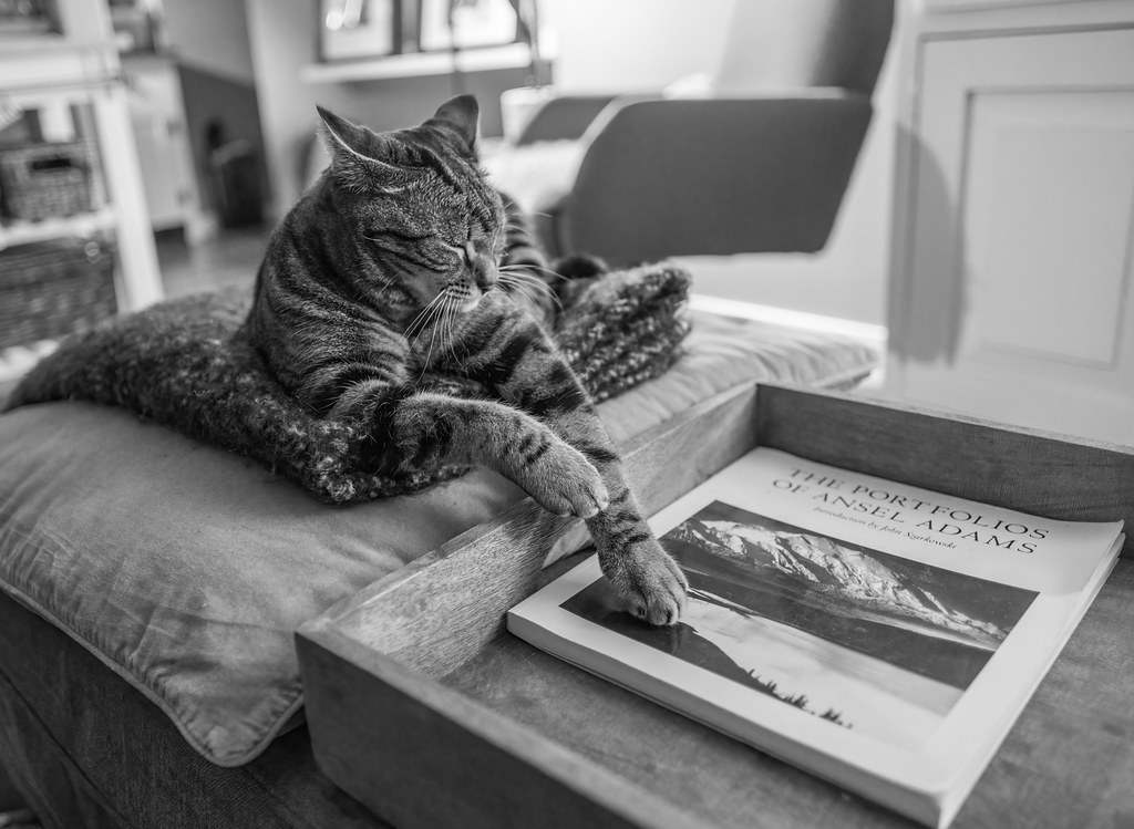 Cat tales at home...Marley meets Ansel Adams. A very mello… Flickr
