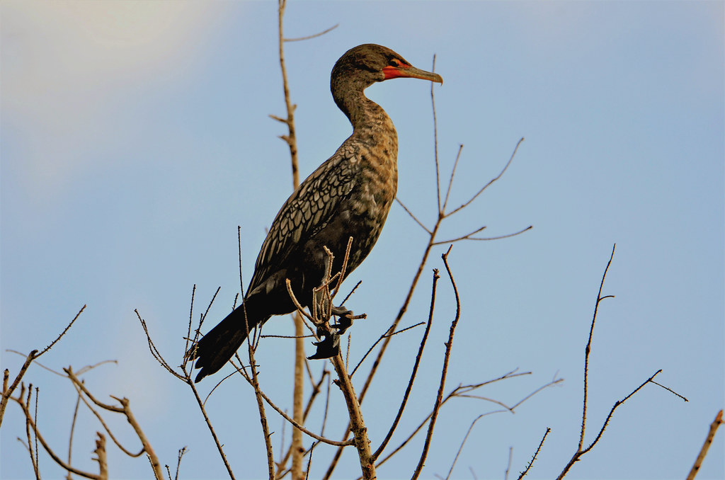 Doublecrested Cormorant, Florida, Collier County, Ten Tho… Flickr