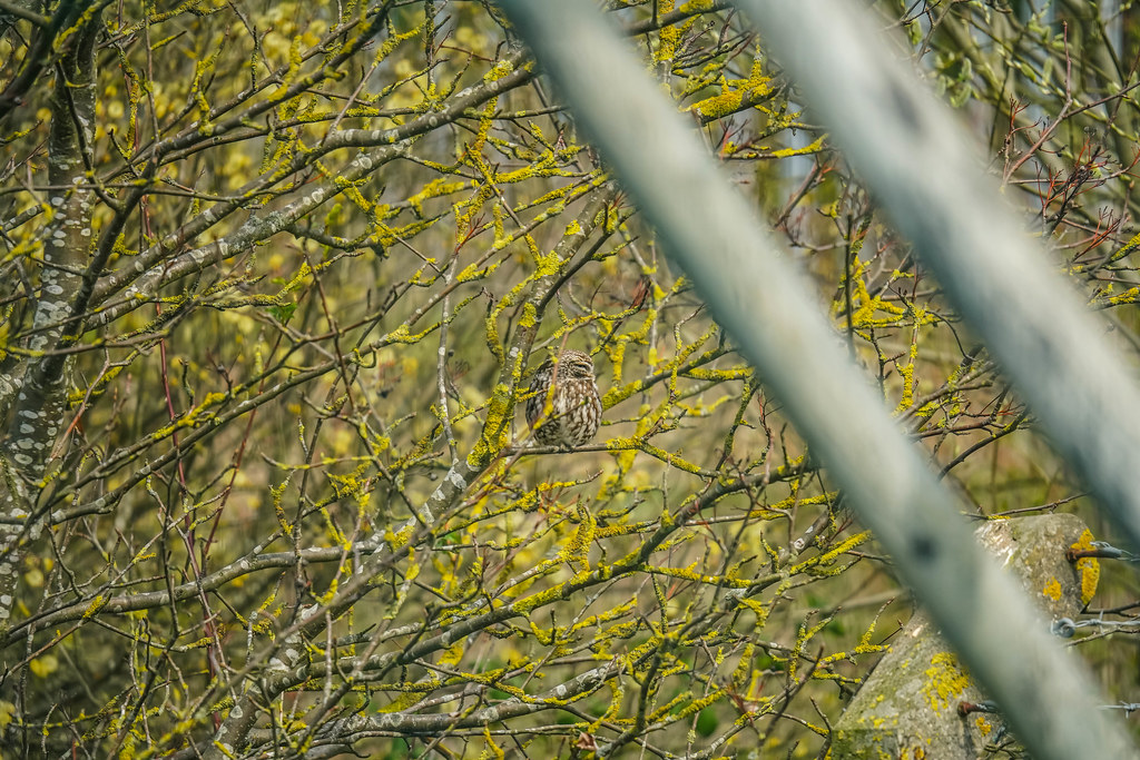 Little Owl 09042023 RSPB St Aidens Steve Enefer Flickr