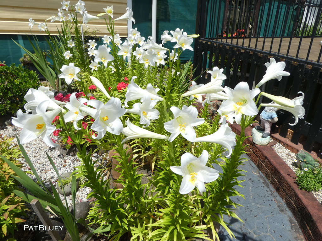November Lilies in my back garden These lovely lilies come… Flickr