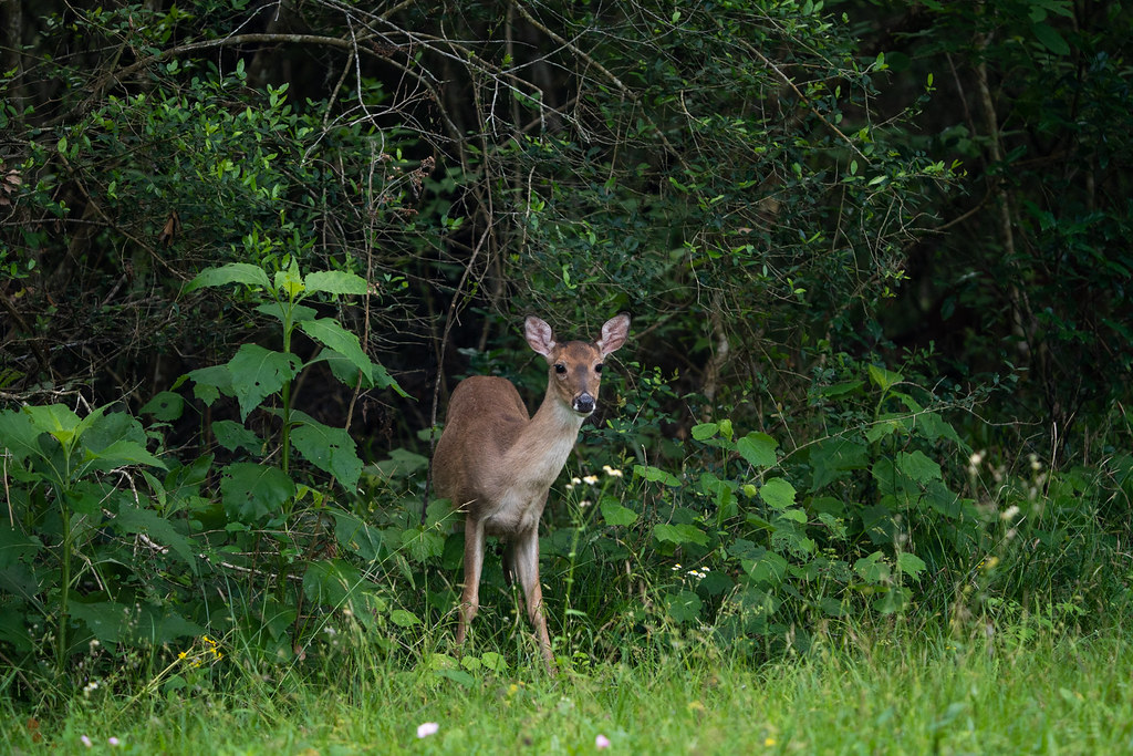 Brazos Bend1 Sierra 3 Photography Flickr