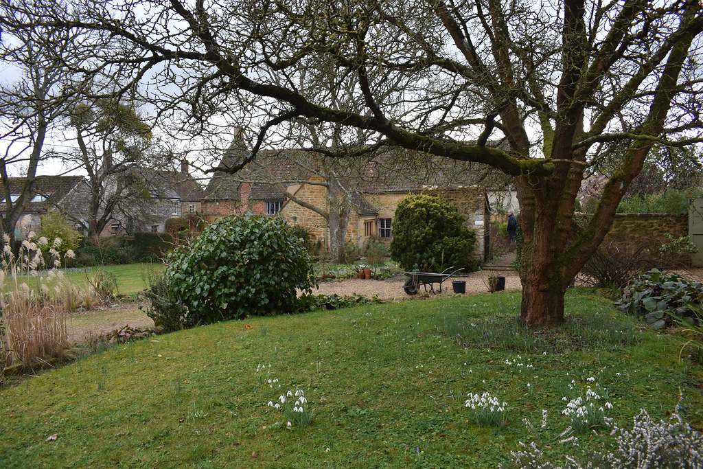 Snowdrops East Lambrook Manor Gardens, South Petherton. Sa//y Flickr