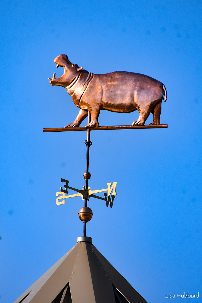 DSC_8983.jpg Lisa Hubbard Flickr