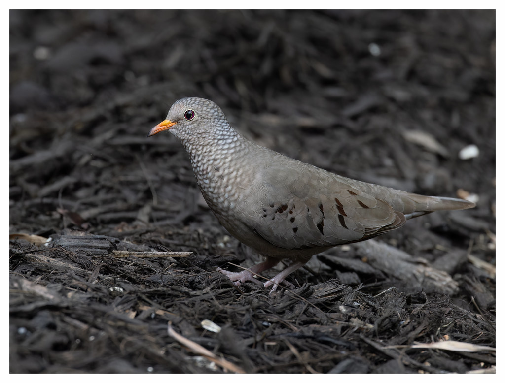 Common GroundDove, Fort Lauderdale, Florida Joseph Beck Flickr