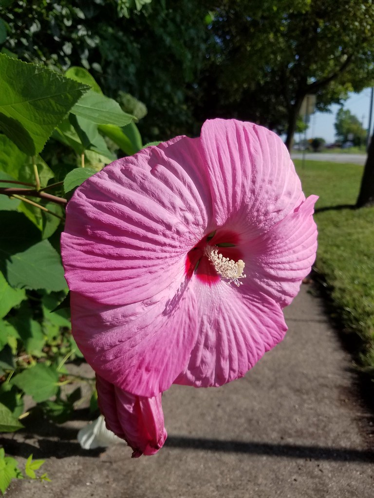 Dinner Plate Hibiscus Flowermanjoe Flickr