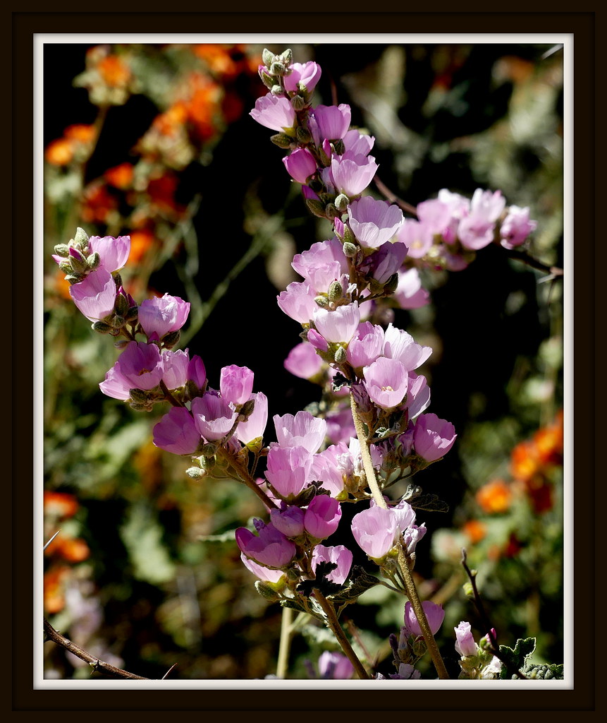 Globe Mallow Oro Valley, AZ Steve Holmes Flickr