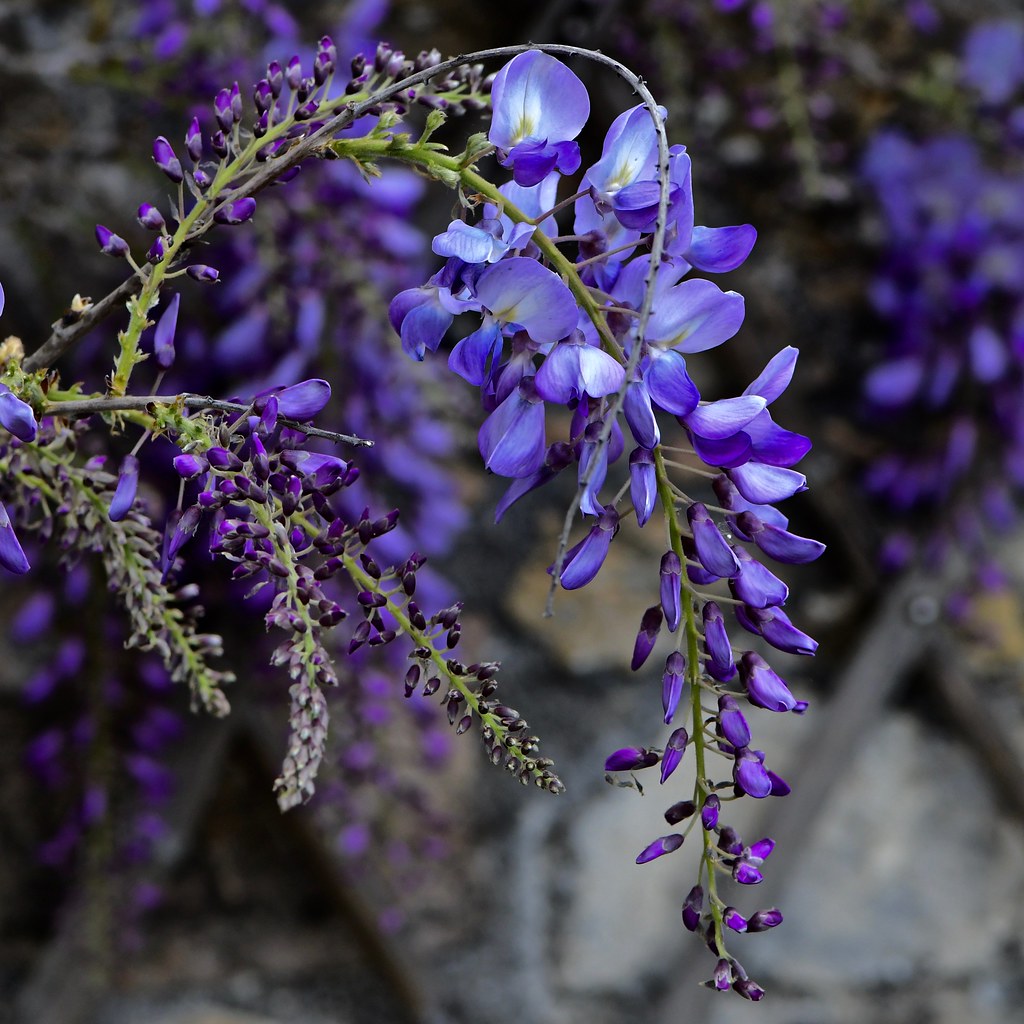 WISTERIA FROM BUD TO FLOWER woodenowl81 Flickr