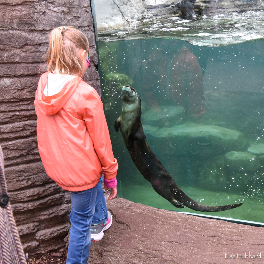 DSC_7753.jpg Lisa Hubbard Flickr