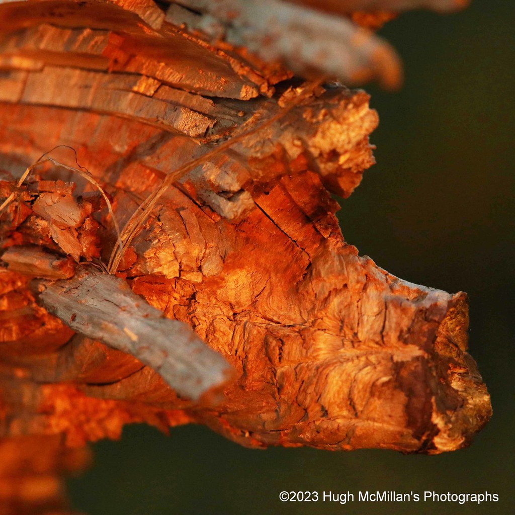 Pig in a tree stump. Hugh McMillan Flickr
