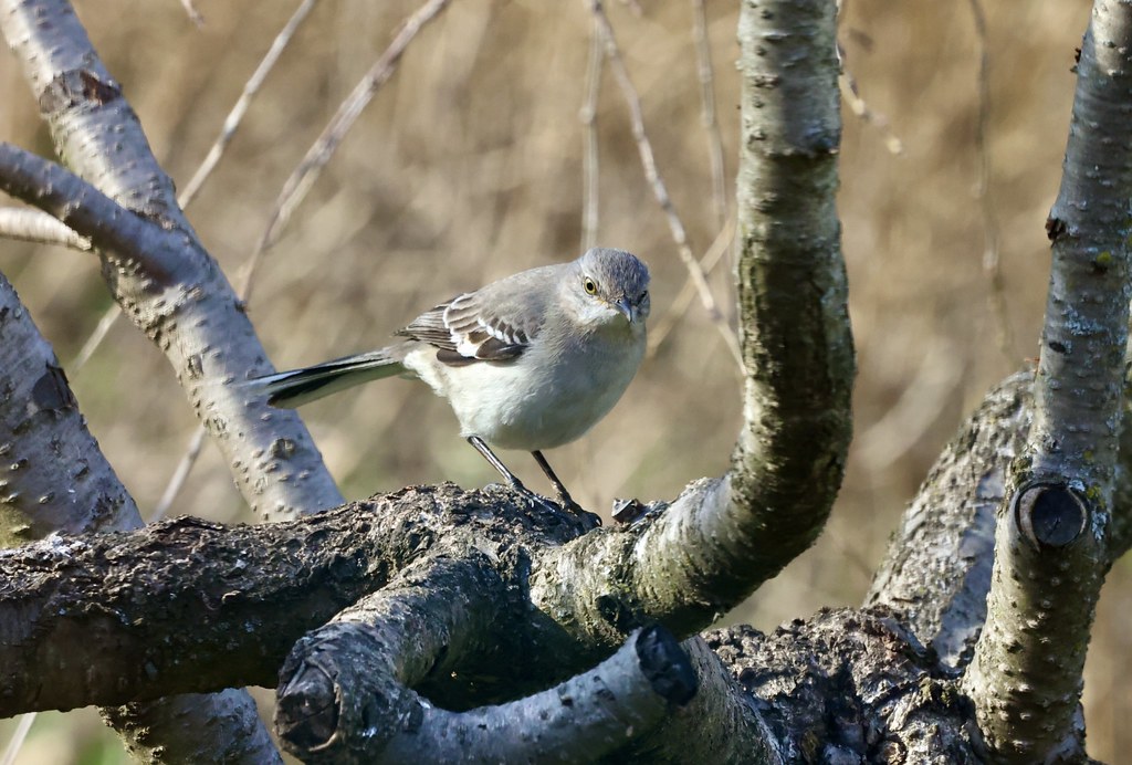 Northern Mockingbird Location Connecticut Debra Katz Flickr
