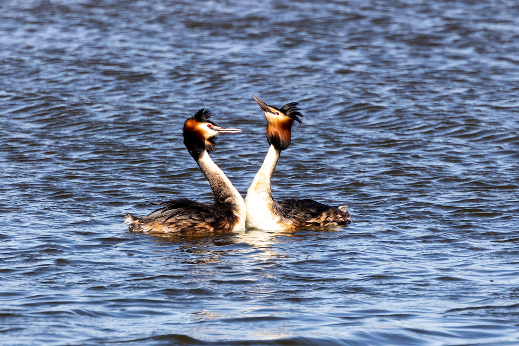 Willington wetlands *Stephen Gwinn Flickr