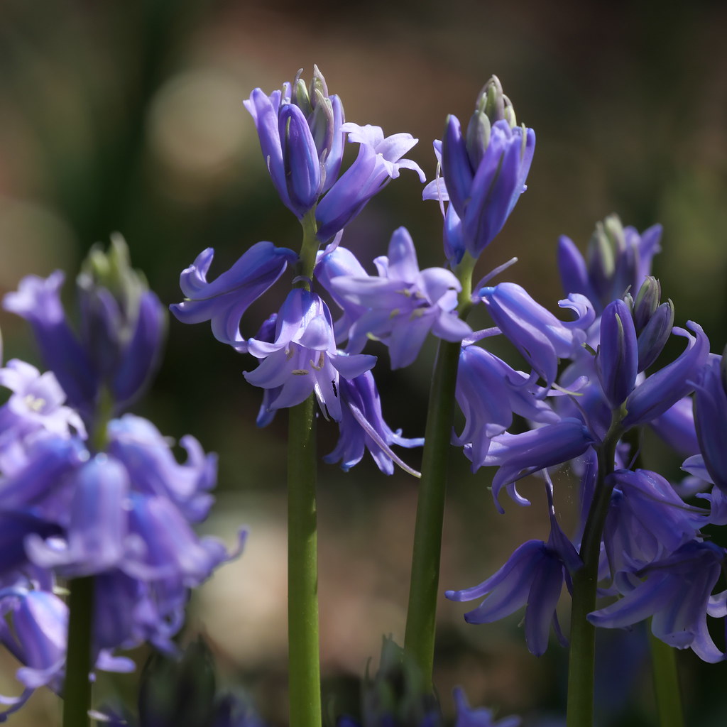 Wood Hyacinth Hyacinthoides Alexandria Szakacs Flickr