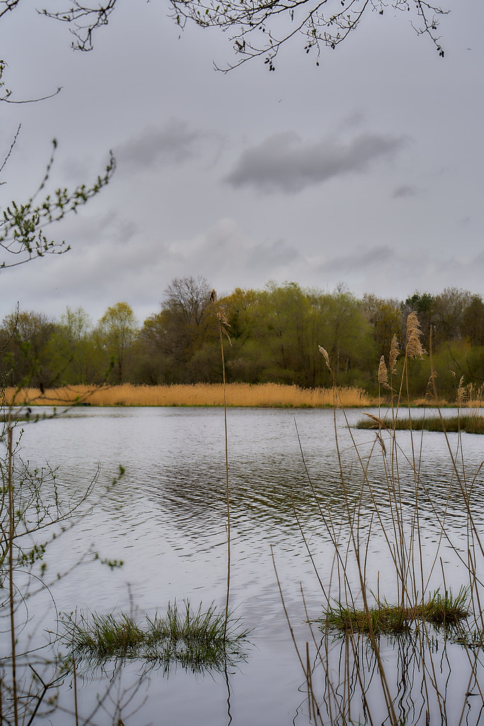 The shore of the pond La rive de l'étang Patrick de Marteville Flickr