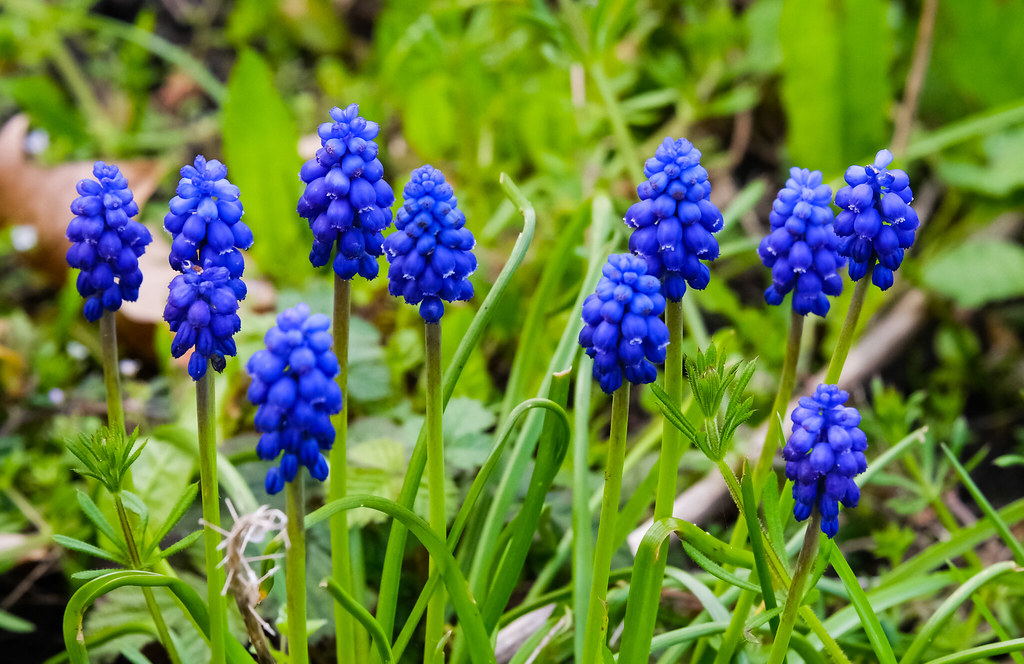 Hyacinth Muscari Grape hyacinths are perennial spring flow… Flickr