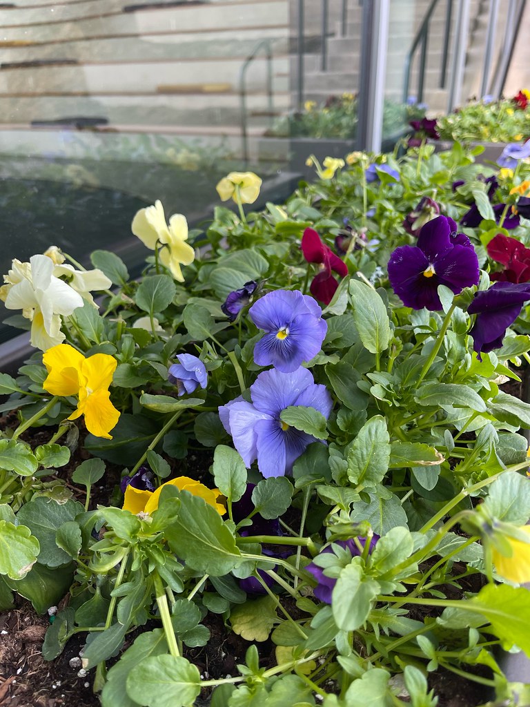 I3 Pansies March 2023 Pansies near Health Innovation Cente… Flickr