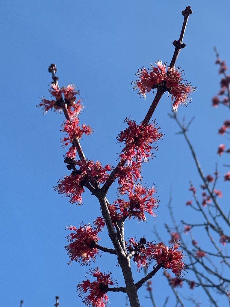 I5 Trees in Bloom, March 2023 Early pink buds on blooming … Flickr