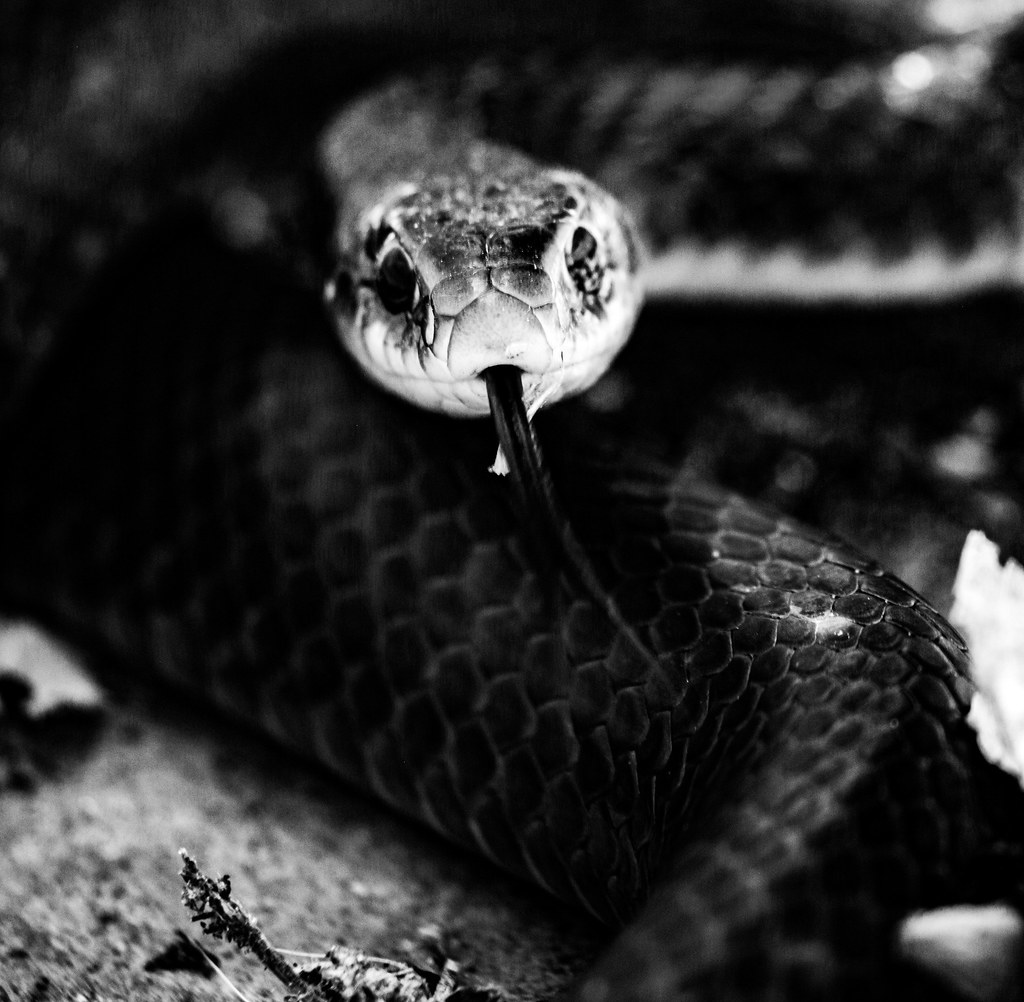 Forked Gaze Black Rat Snake Howard County, Missouri Tony Cook Flickr
