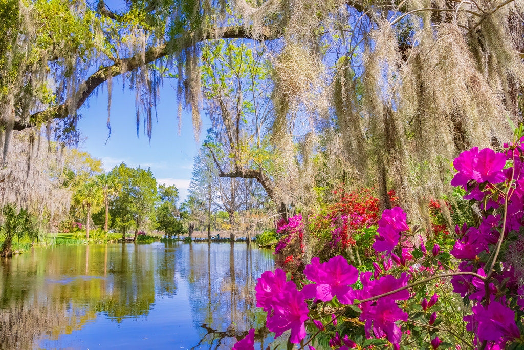 Impoundment pond and azaleas. Magnolia Gardens. March 2023… Flickr
