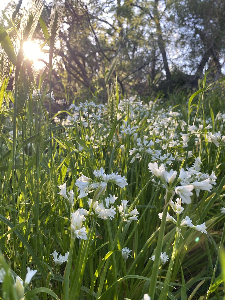 Arden, Arcade, Creek, Park Kasmira Flickr