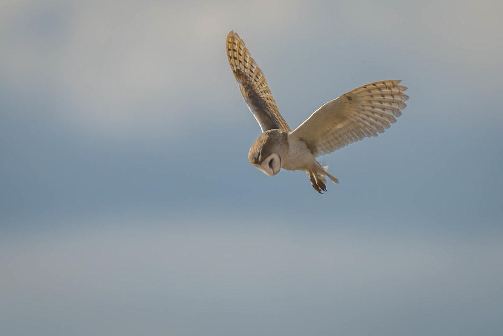 Barn Owl, RSPB Titchwell Marsh, North Norfolk, UK (4 DT) Flickr