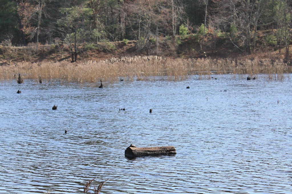 Carbuncle Pond and Moosup River Trail jennifer cummiskey Flickr