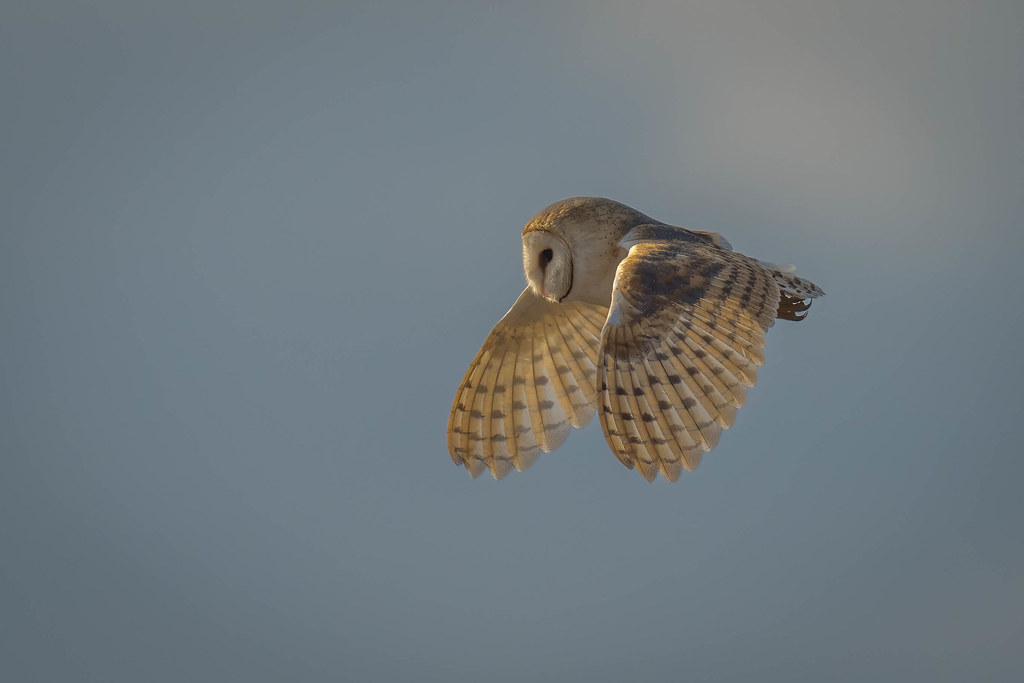 Barn Owl, RSPB Titchwell Marsh, North Norfolk, UK (3 DT) Flickr