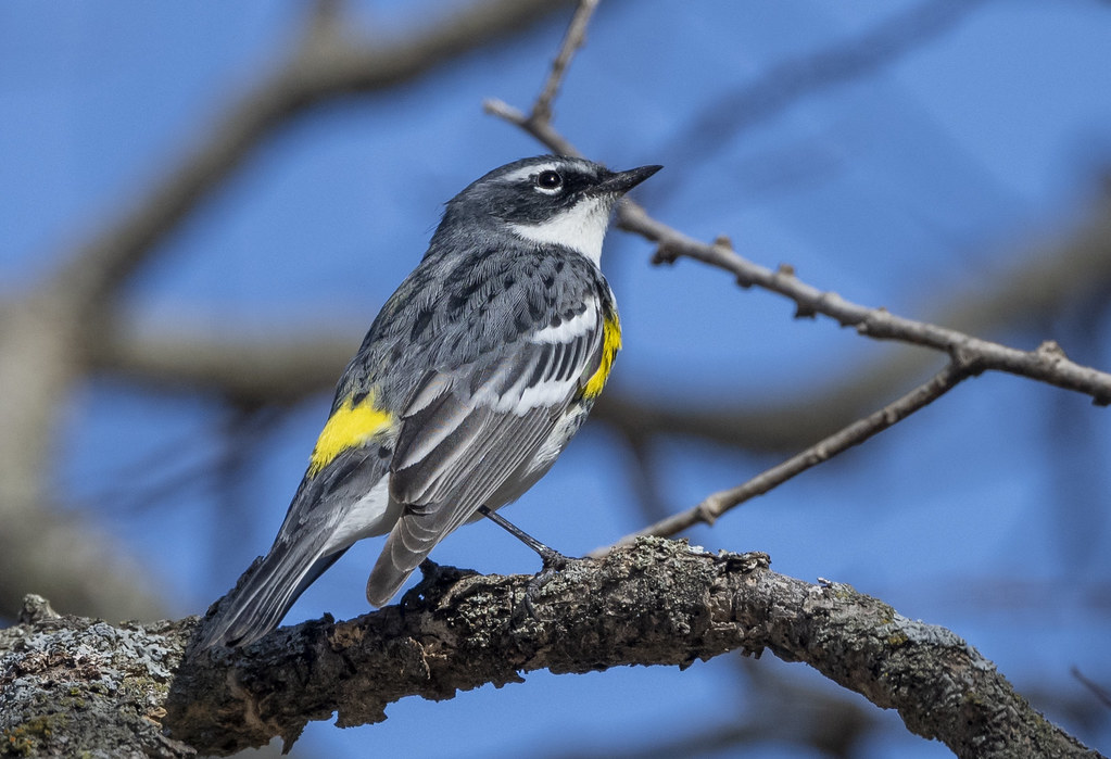 YellowRumped Warbler Wabaunsee County, Kansas Flickr
