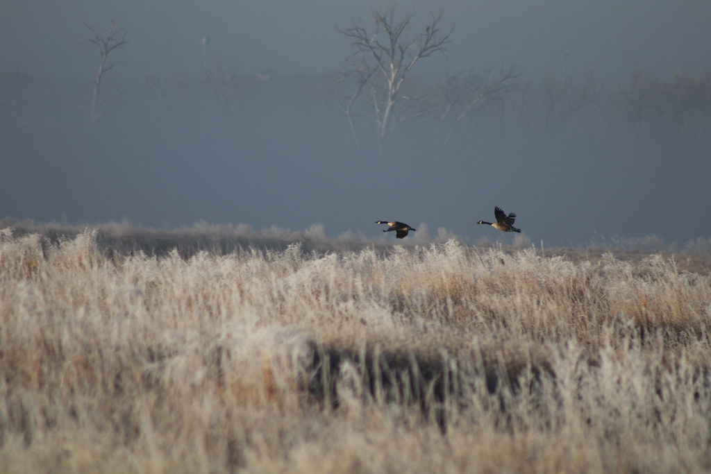 Canada Geese Owens Bay Lake Andes National Wildlife Refuge… Flickr