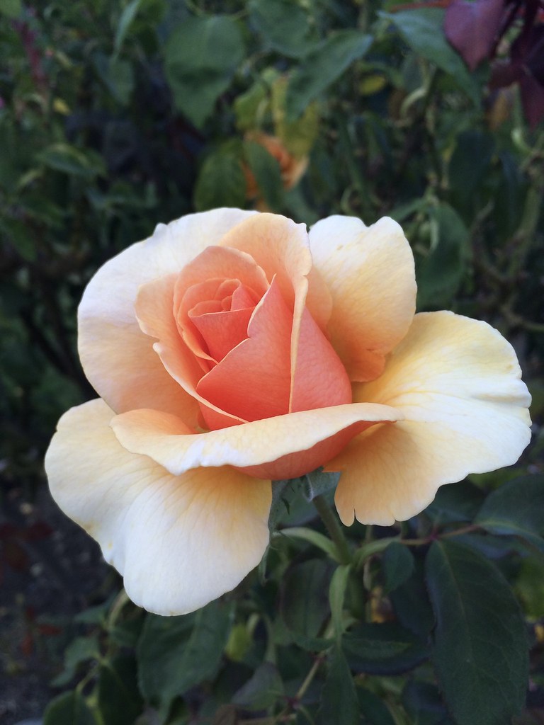 Rose bloom in Municipal Rose Garden, San Jose, California Flickr