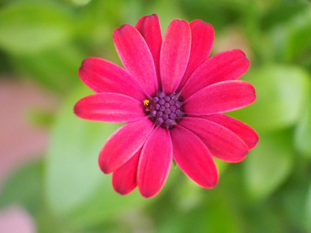 Flowers buxton Lucy Alice Flickr