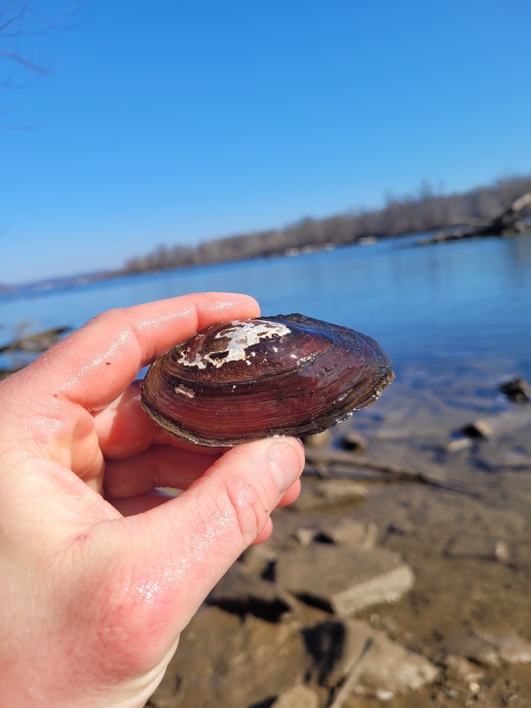 Freshwater Mussels Photo by Zachary Taylor, MD DNR Maryland