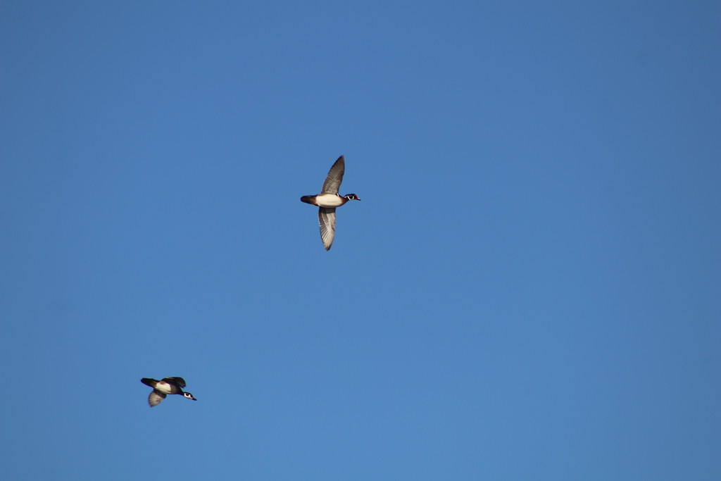 Wood Ducks Owens Bay Lake Andes National Wildlife Refuge S… Flickr