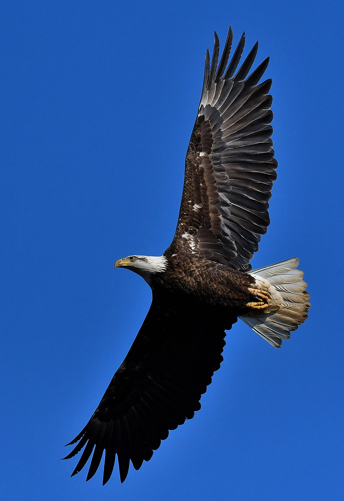 Spread Eagle Sherri Hendricks Flickr