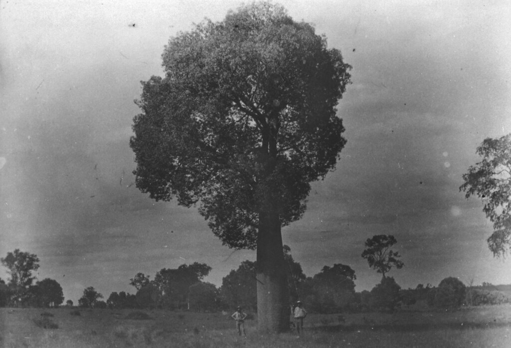Bottle tree on Isla Station in the Taroom district ca 1899… Flickr