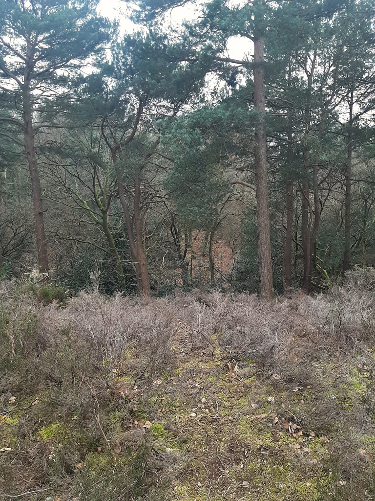 Coombe Woods Antony Glaser Flickr