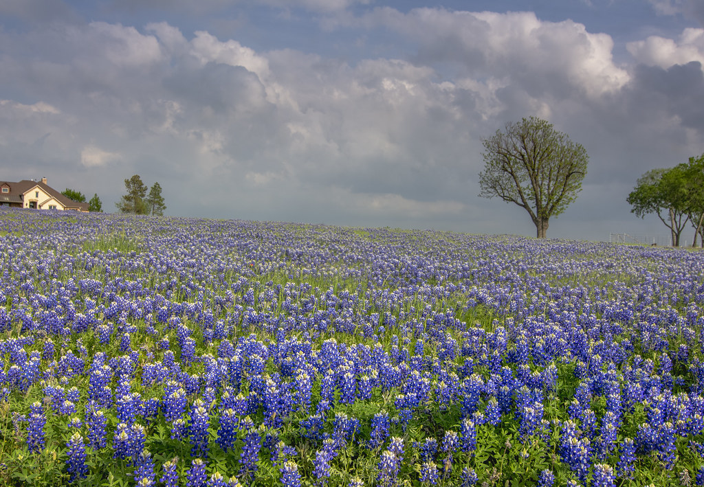 DSC_3952HDR Trail, near Ennis Texas. 2022 James Nelms