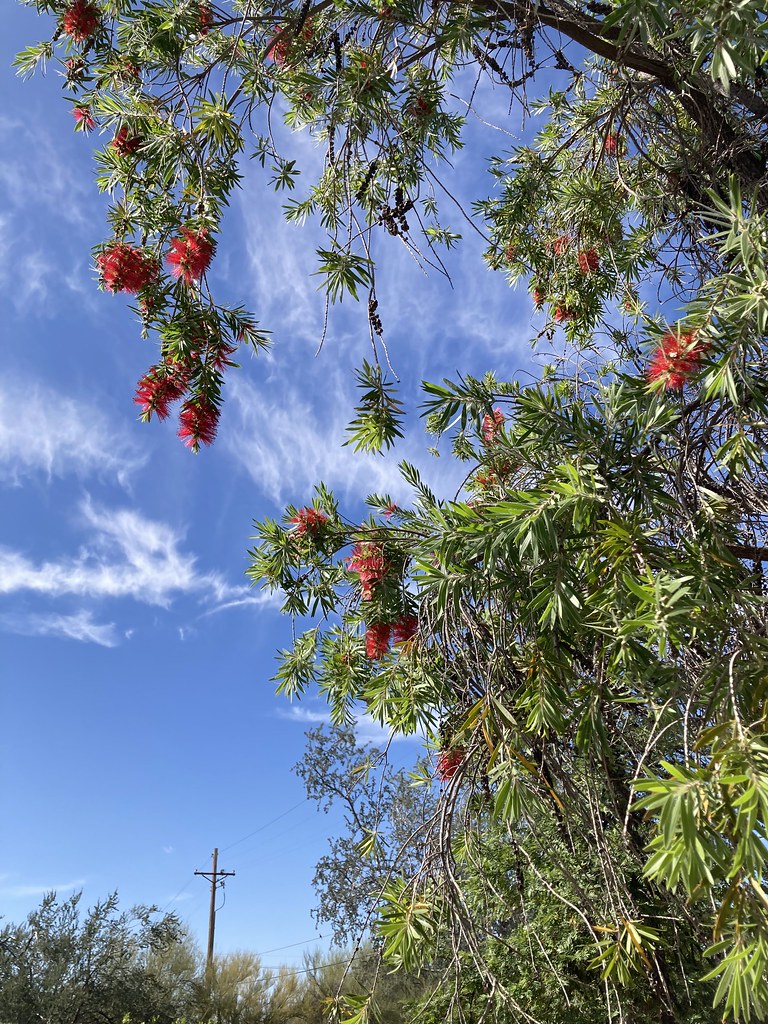 AZ Bottlebrush Tree scott185 (the original) Flickr