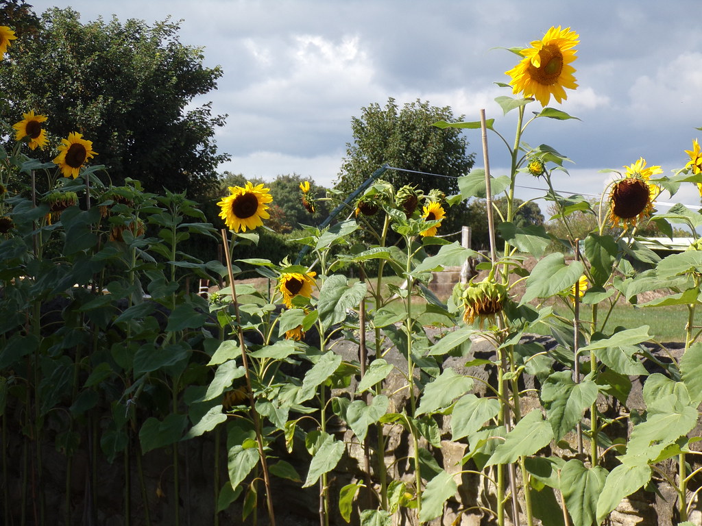 St Stephen's Churchyard, East Hardwick, Pontefract Flickr