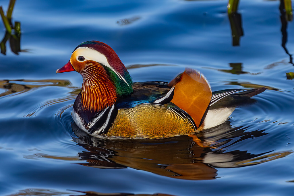 Mandarin Duck Hart Flickr