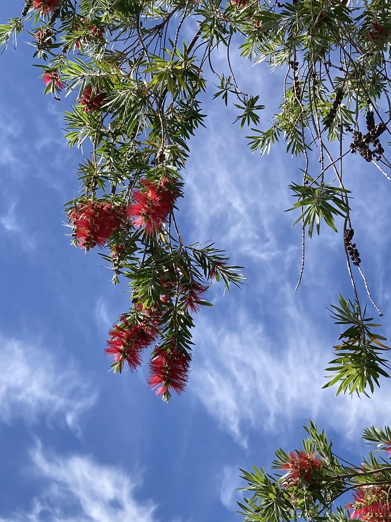 AZ Bottlebrush Tree scott185 (the original) Flickr