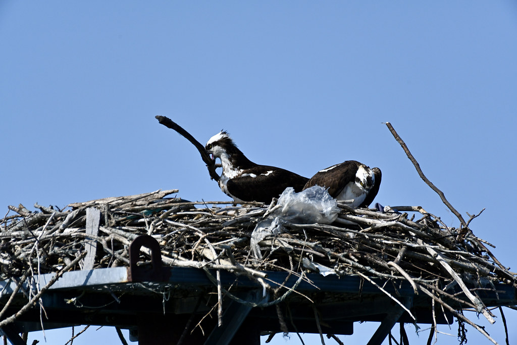Osprey nest Marc Lausier Flickr