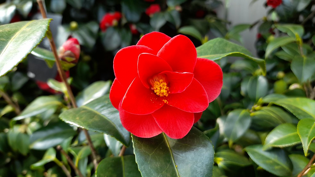 Camellia Mary Williams At Cowells garden centre Flickr